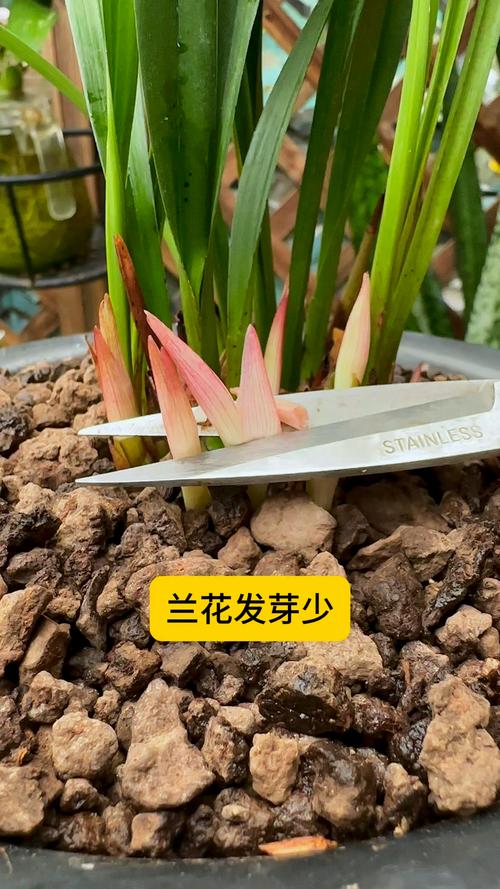 怎么能让兰花长根发芽，怎么能让兰花长根发芽不长叶子？-第5张图片-优品飞百科