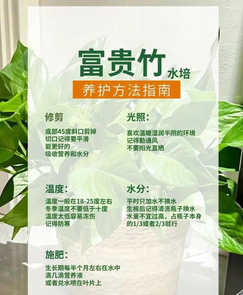 富贵竹需要怎么去养？富贵竹怎么养容易活？-第2张图片-优品飞百科