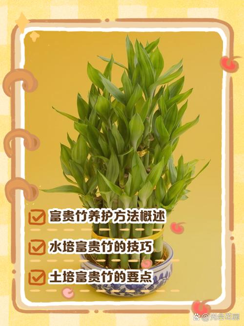 富贵竹需要怎么去养？富贵竹怎么养容易活？-第3张图片-优品飞百科