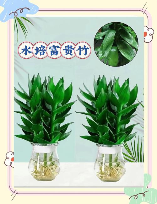 富贵竹需要怎么去养？富贵竹怎么养容易活？-第4张图片-优品飞百科