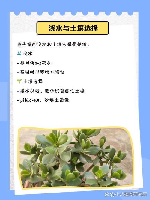 燕子掌叶子可以喷水吗？燕子掌浇水时可以浇叶子吗?？