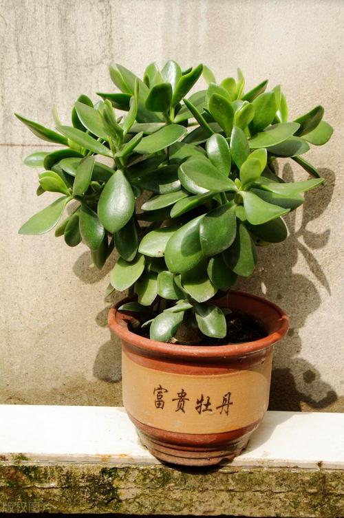 燕子掌叶子可以喷水吗？燕子掌浇水时可以浇叶子吗?？-第3张图片-优品飞百科