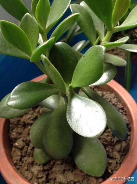 燕子掌叶子可以喷水吗？燕子掌浇水时可以浇叶子吗?？-第4张图片-优品飞百科