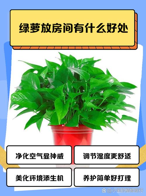 “绿萝”养了〖Five〗、6盆的简单介绍-第2张图片-优品飞百科 “绿萝”养了〖Five〗、6盆的简单介绍-第2张图片-优品飞百科