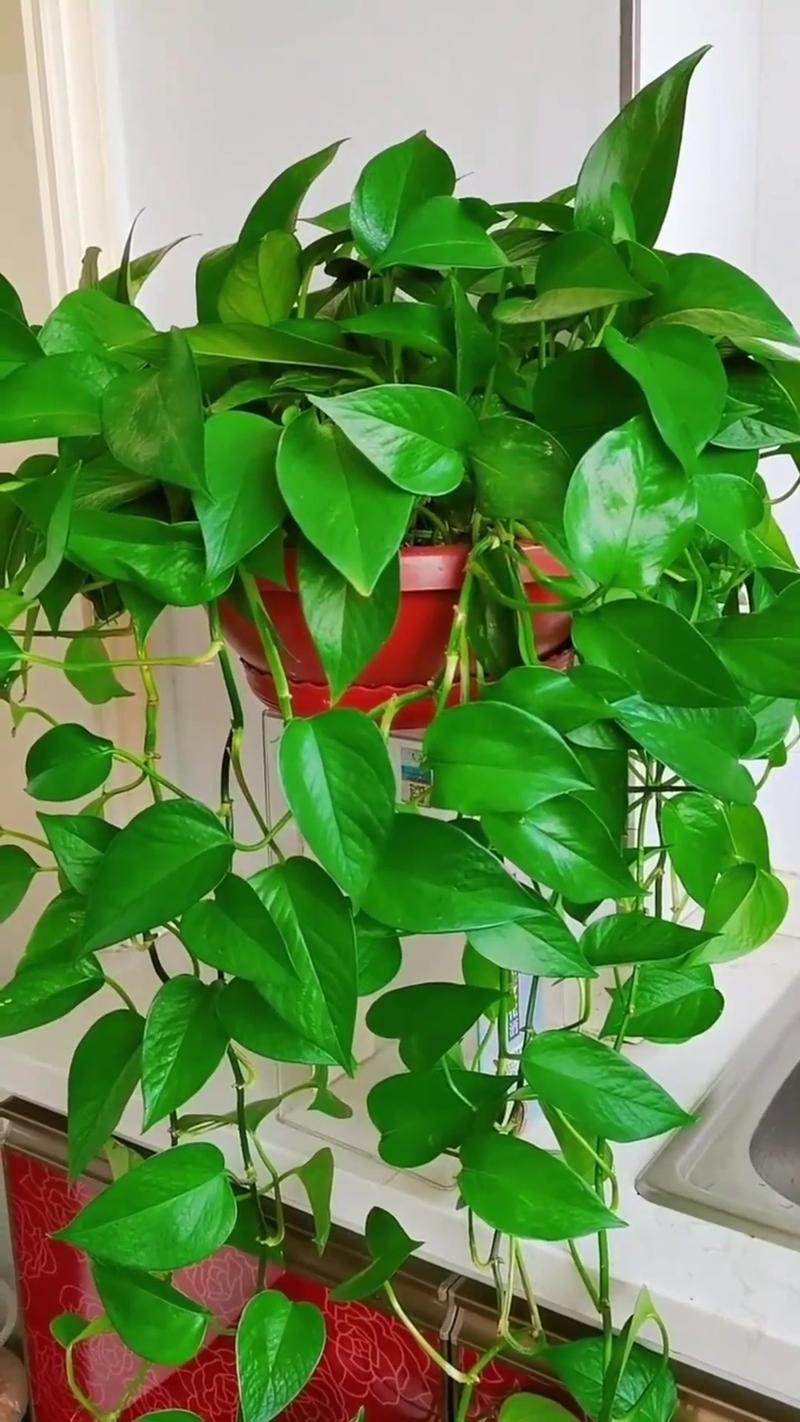 “绿萝”养了〖Five〗、6盆的简单介绍-第5张图片-优品飞百科 “绿萝”养了〖Five〗、6盆的简单介绍-第5张图片-优品飞百科