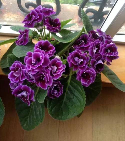 大岩桐开花后如何砍头，大岩桐花开败后需要剪掉吗