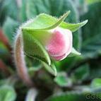 大岩桐开花后如何砍头，大岩桐花开败后需要剪掉吗-第2张图片-优品飞百科