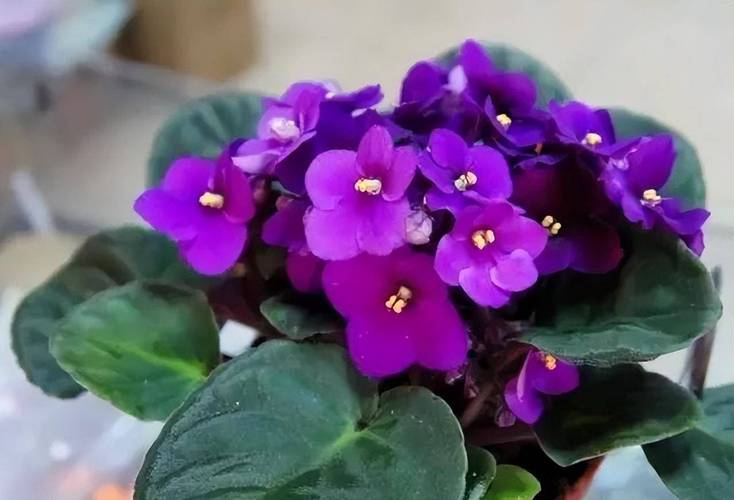 大岩桐开花后如何砍头，大岩桐花开败后需要剪掉吗-第4张图片-优品飞百科