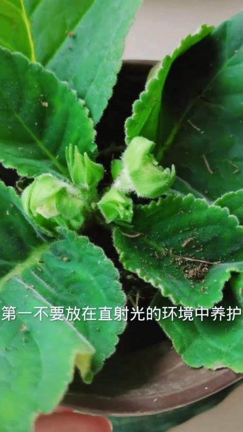 大岩桐开花后如何砍头，大岩桐花开败后需要剪掉吗-第3张图片-优品飞百科