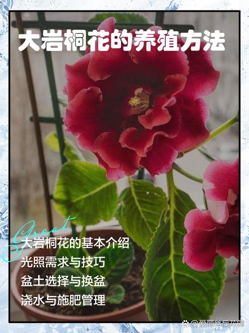 大岩桐开花后如何砍头，大岩桐花开败后需要剪掉吗-第5张图片-优品飞百科