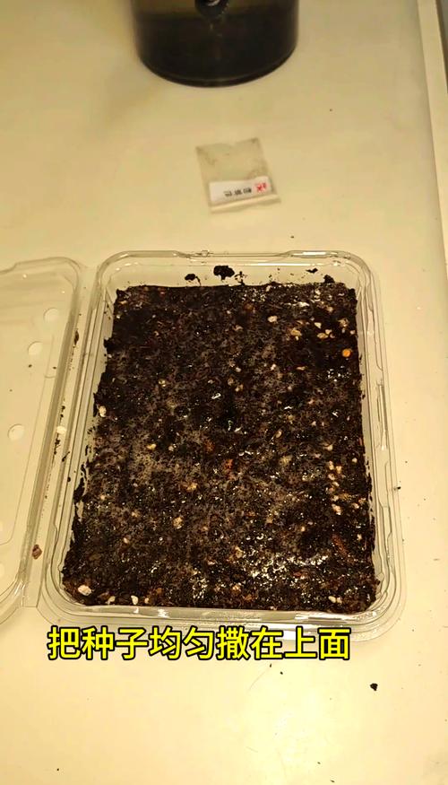 大岩桐开花后如何砍头，大岩桐花开败后需要剪掉吗-第8张图片-优品飞百科