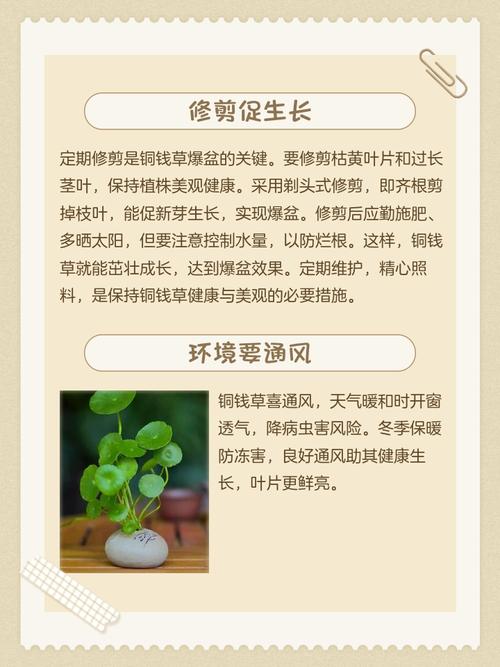 金钱草怎么养才能爆盆，金钱草如何养活？-第2张图片-优品飞百科