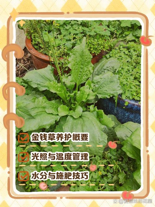 金钱草怎么养才能爆盆，金钱草如何养活？-第3张图片-优品飞百科