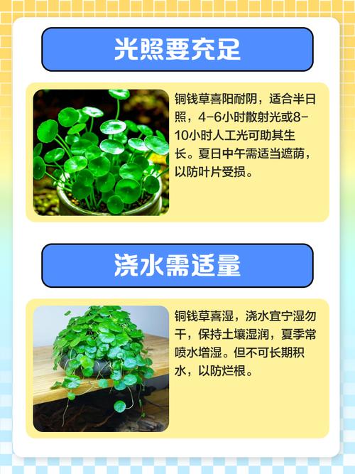 金钱草怎么养才能爆盆，金钱草如何养活？-第4张图片-优品飞百科