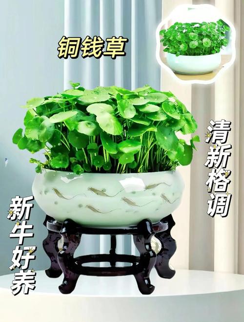 金钱草怎么养才能爆盆，金钱草如何养活？-第5张图片-优品飞百科