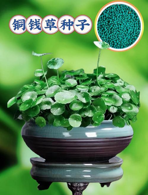 金钱草怎么养才能爆盆，金钱草如何养活？-第6张图片-优品飞百科