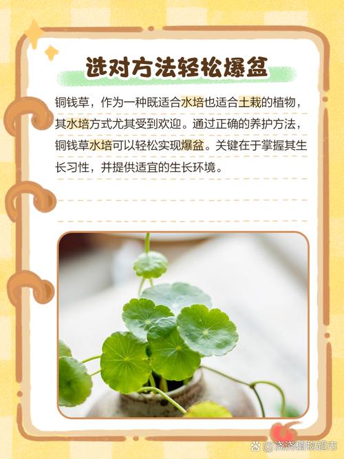 金钱草怎么养才能爆盆，金钱草如何养活？-第8张图片-优品飞百科