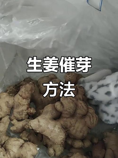 生姜如何催芽，生姜如何催芽比较好