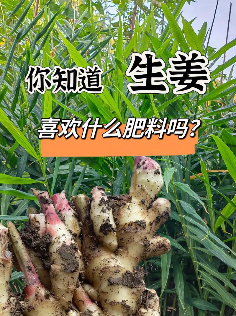 生姜如何催芽，生姜如何催芽比较好-第2张图片-优品飞百科
