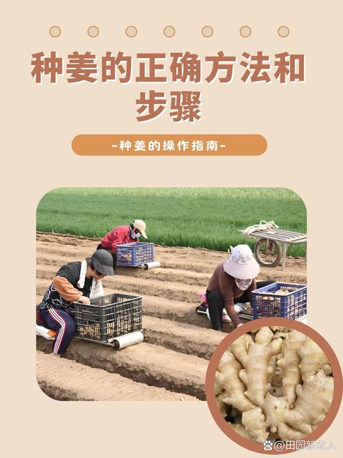 生姜如何催芽，生姜如何催芽比较好-第3张图片-优品飞百科