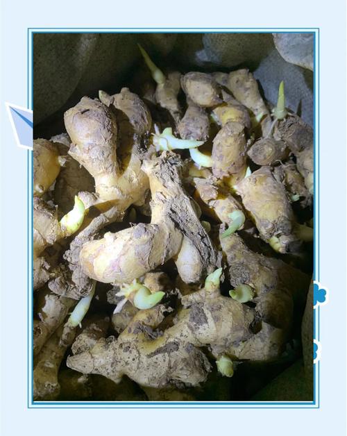 生姜如何催芽，生姜如何催芽比较好-第4张图片-优品飞百科