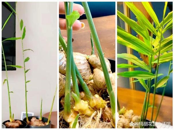 生姜如何催芽，生姜如何催芽比较好-第5张图片-优品飞百科