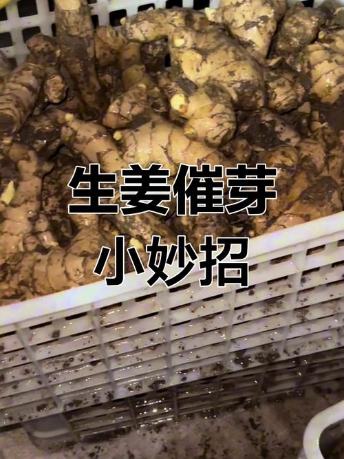 生姜如何催芽，生姜如何催芽比较好-第6张图片-优品飞百科