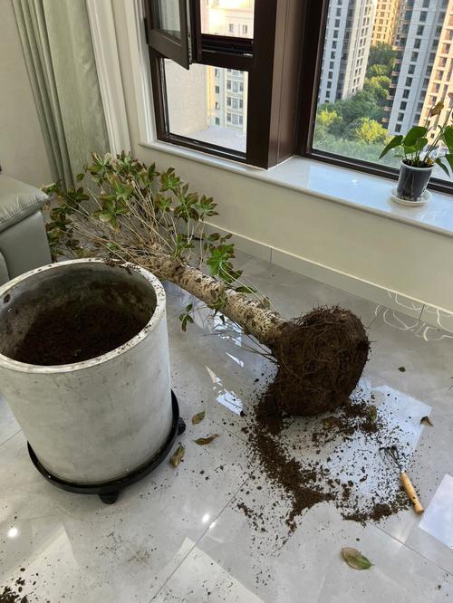 桂花怎么换盆，桂花怎么换盆视频教程？