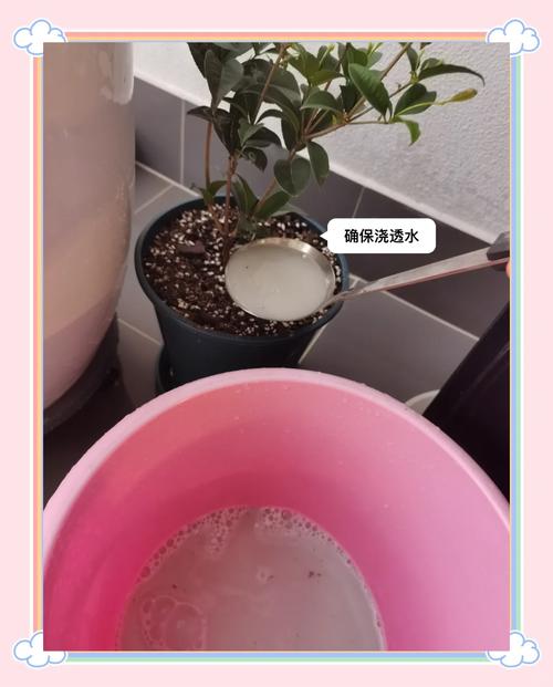 桂花怎么换盆，桂花怎么换盆视频教程？-第2张图片-优品飞百科