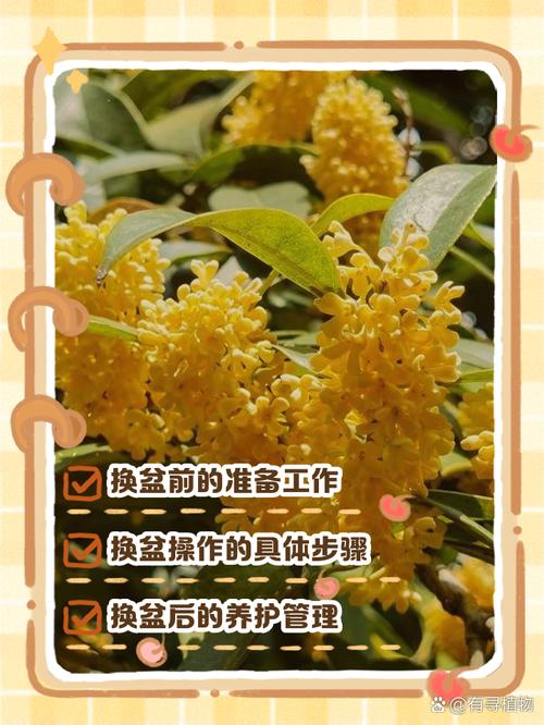 桂花怎么换盆，桂花怎么换盆视频教程？-第4张图片-优品飞百科