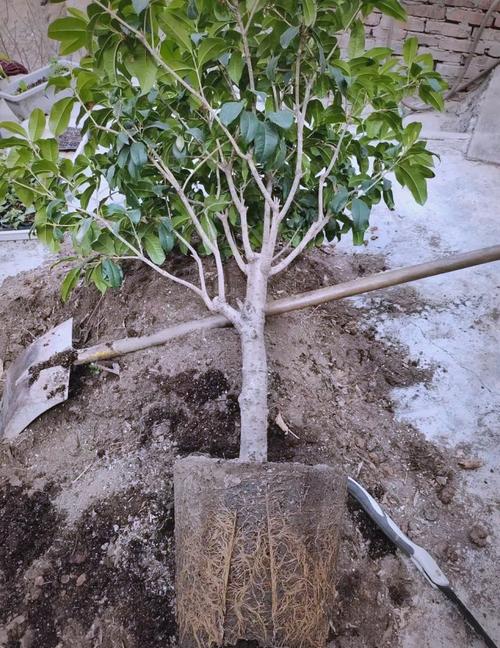 桂花怎么换盆，桂花怎么换盆视频教程？-第3张图片-优品飞百科