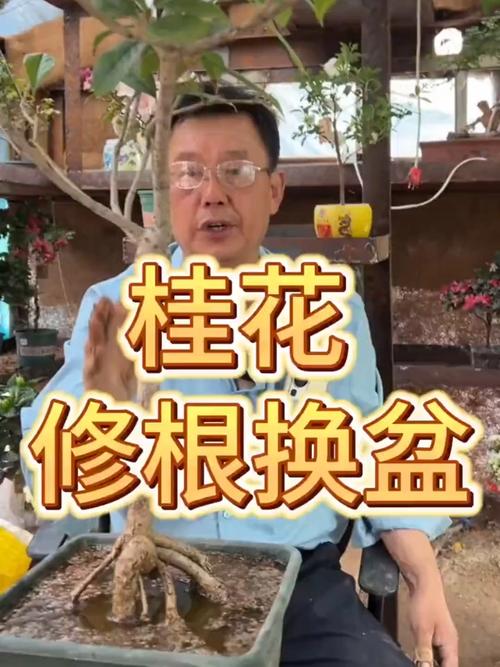 桂花怎么换盆，桂花怎么换盆视频教程？-第5张图片-优品飞百科