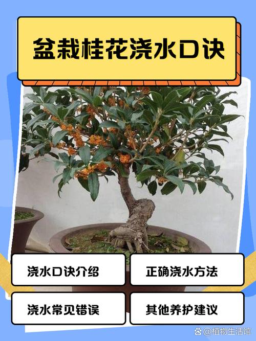 桂花怎么换盆，桂花怎么换盆视频教程？-第6张图片-优品飞百科