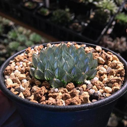 大漂属的养殖方法，大漂怎么养？-第4张图片-优品飞百科