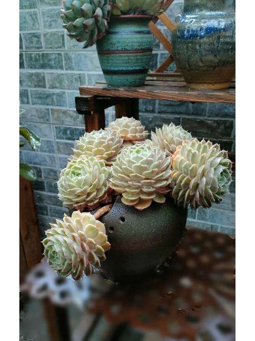 大漂属的养殖方法，大漂怎么养？-第5张图片-优品飞百科