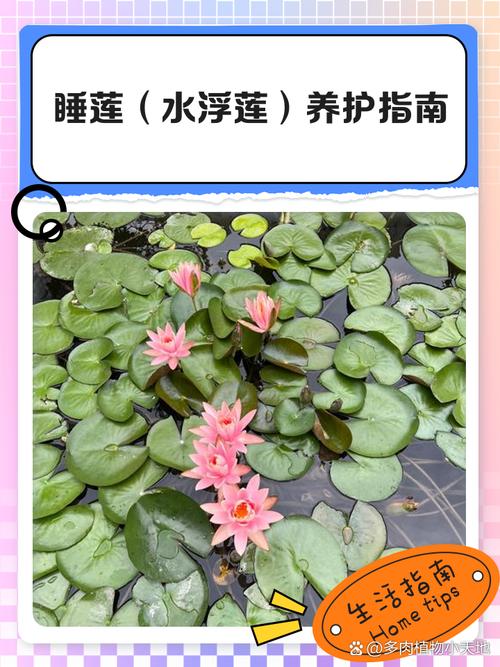 大漂属的养殖方法，大漂怎么养？-第6张图片-优品飞百科