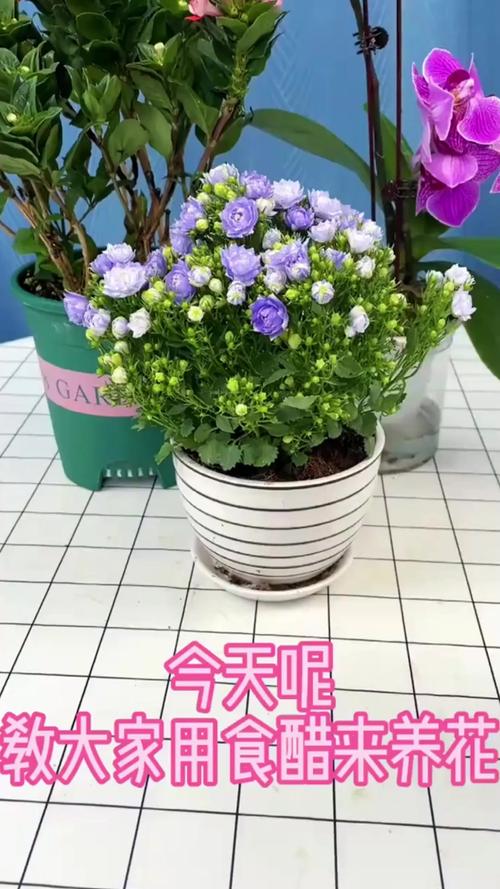 调味料用来养花？调味料有什么用？-第4张图片-优品飞百科