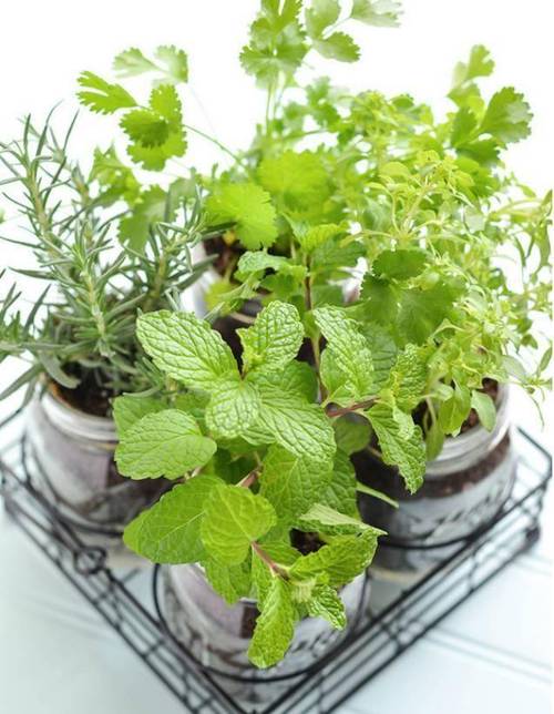 调味料用来养花？调味料有什么用？-第5张图片-优品飞百科