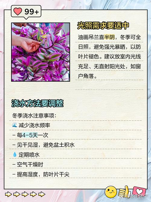 吊兰怎么浇水？新栽吊兰怎么浇水？