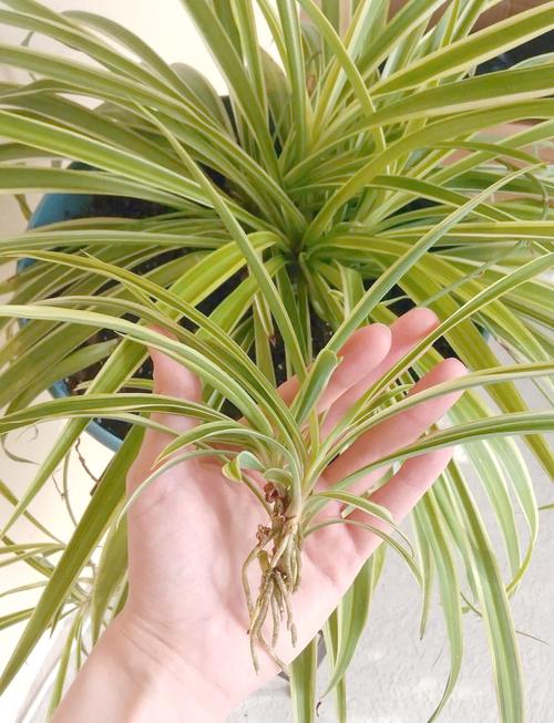 吊兰怎么浇水？新栽吊兰怎么浇水？-第3张图片-优品飞百科