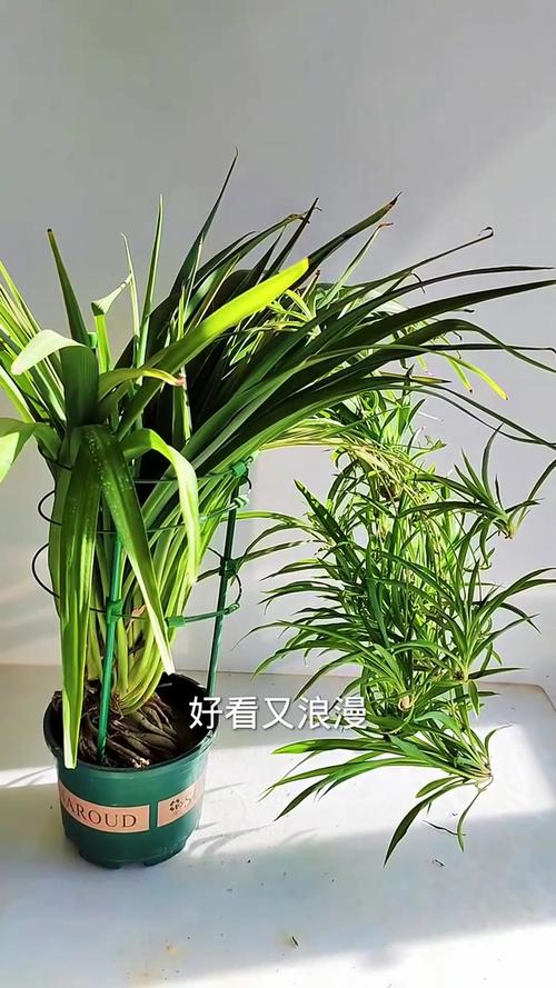 吊兰怎么浇水？新栽吊兰怎么浇水？-第4张图片-优品飞百科