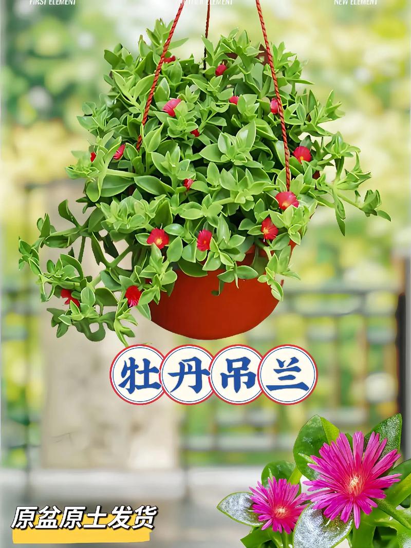 吊兰怎么浇水？新栽吊兰怎么浇水？-第5张图片-优品飞百科