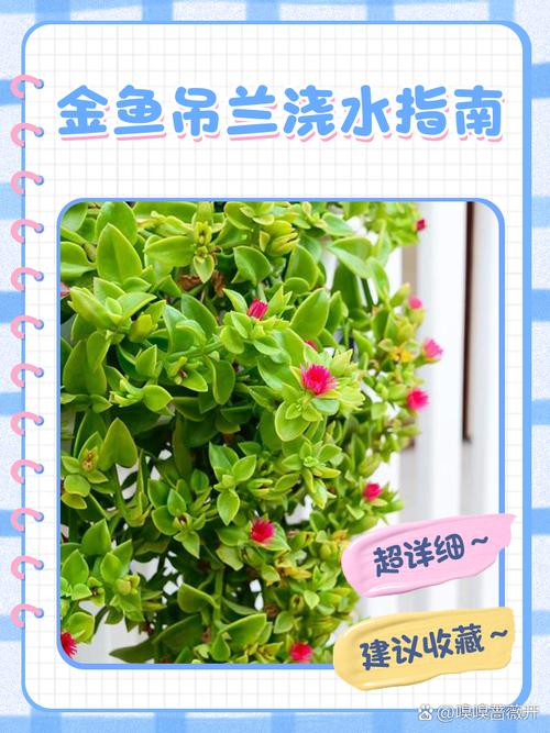 吊兰怎么浇水？新栽吊兰怎么浇水？-第6张图片-优品飞百科