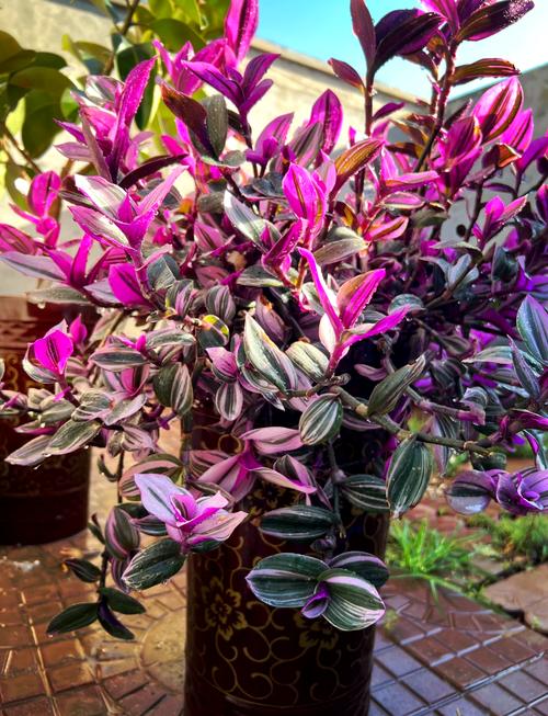 吊兰怎么浇水？新栽吊兰怎么浇水？-第7张图片-优品飞百科