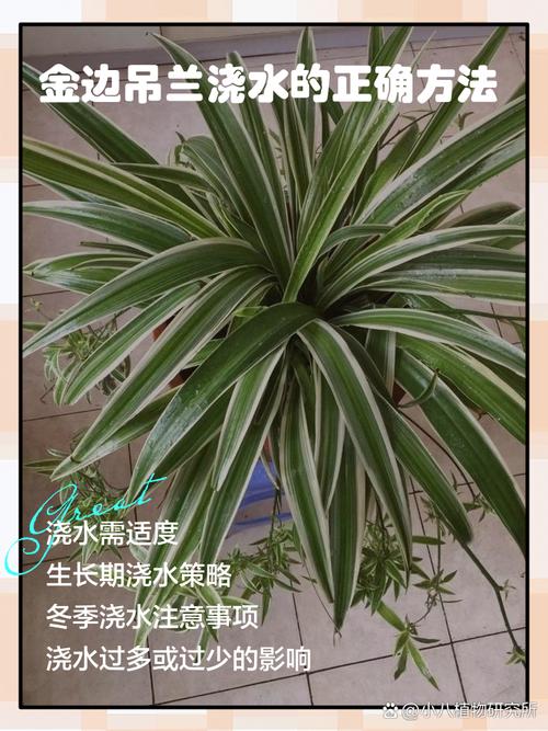 吊兰怎么浇水？新栽吊兰怎么浇水？-第8张图片-优品飞百科