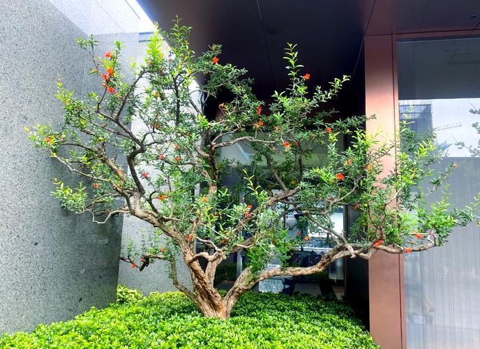 石榴怎么种植，石榴怎么种植教程？