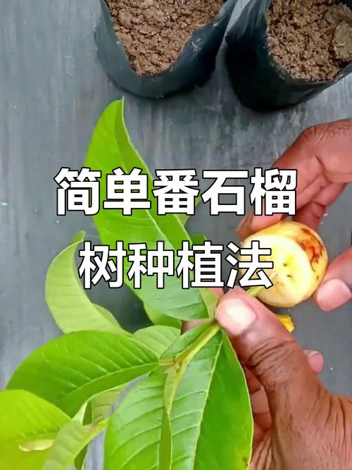 石榴怎么种植,石榴怎么种植教程?-第2张图片-优品飞百科 石榴怎么种植,石榴怎么种植教程?-第2张图片-优品飞百科