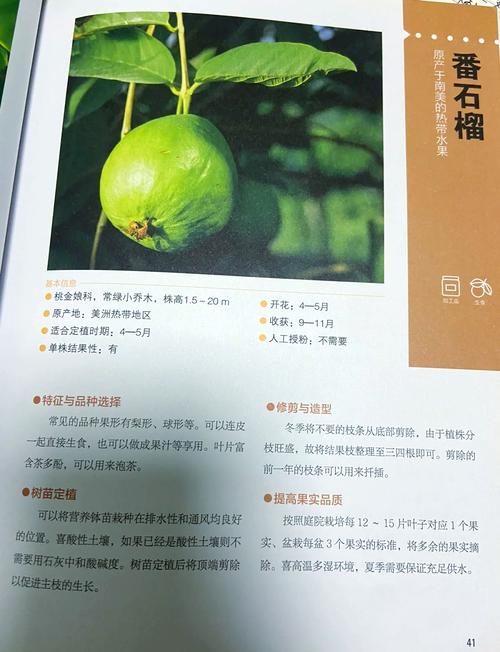石榴怎么种植,石榴怎么种植教程?-第5张图片-优品飞百科 石榴怎么种植,石榴怎么种植教程?-第5张图片-优品飞百科