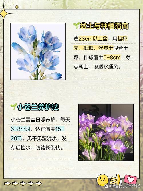 小苍兰什么季节种，小苍兰几月份栽种-第2张图片-优品飞百科