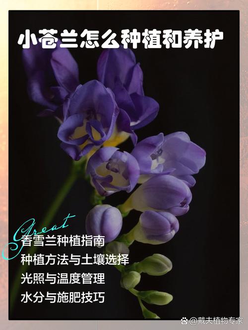 小苍兰什么季节种，小苍兰几月份栽种-第3张图片-优品飞百科